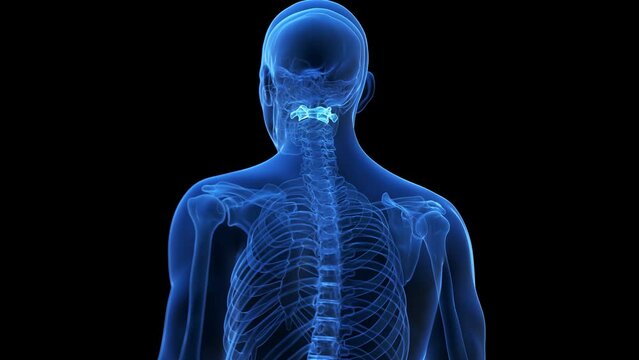 3d rendered medical animation of the atlas bone
