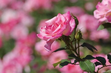 Autumn roses in various varieties