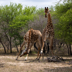 Giraffe bulls necking and fighting