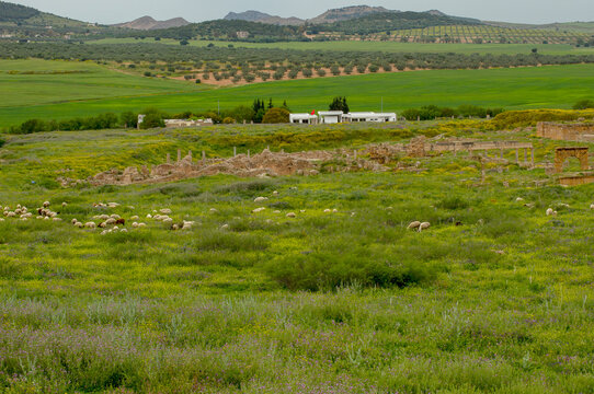 Ancient ruins amongst modern agriculture with sheep (ovis aries) in foreground, Thuburbo Majus, Tunisia
