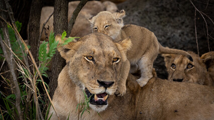 a Cute small lion cub 