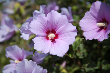 Hibiscus syriacus is a species of flowering plant in the mallow family, Malvaceae.