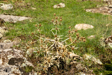 dry thistle plant in the mountains of Guadarrama in Madrid