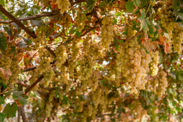 Husaini grapes are harvested in October.