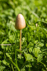 A forest brown mushroom in a natural background . High quality photo