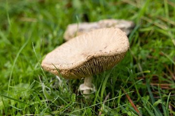 A forest brown mushroom in a natural background . High quality photo