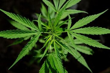 Marijuana leaves, Close-up top view young leaf of marijuana plant, growing organic cannabis, vegetative marijuana plants, herb medicinal