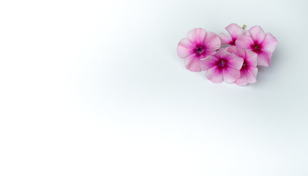 White background with pink flowers. A greeting card with a clean place for text. Three pink flowers on a white isolate.