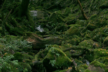屋久島　日本の島　屋久島の森の中　スタジオジブリ