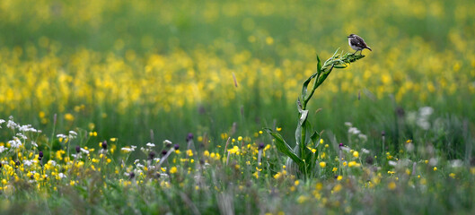 Braunkehlchen // Whinchat (Saxicola rubetra) - Vogel des Jahres 2023