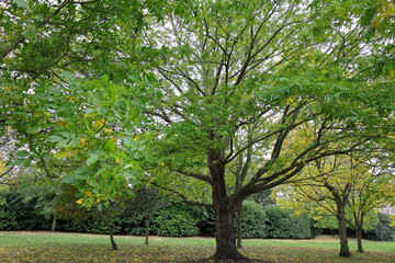 Obraz premium Trees in the park