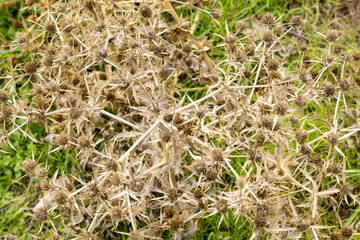 dry thistle plant in the mountains of Guadarrama in Madrid