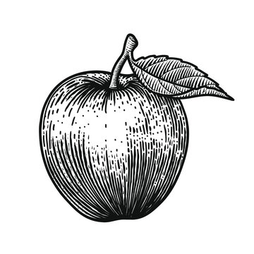 Apple isolated on white. Vector Hand drawn engraving style illustrations. Botanical line art. Retro style. Good for icon, logo, Label