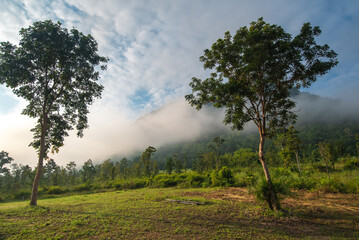 Fototapeta na wymiar Twin tree on the hill, above the misty valley in Saiyok Kanchanaburi, Thailand.