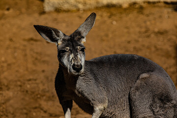 portrait of kangaroo close up