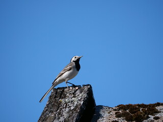bird on a rock