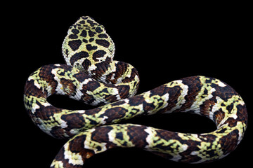 Tropidolaemus laticinctus closeup, Viper snake Tropidolaemus laticinctus closeup on wood, Indonesian viper snake