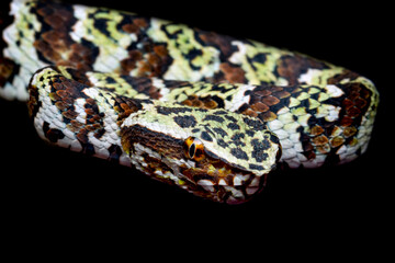 Tropidolaemus laticinctus closeup, Viper snake Tropidolaemus laticinctus closeup, Indonesian viper...