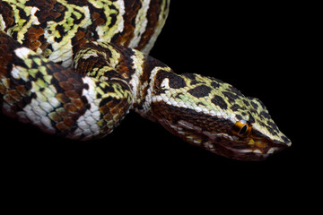 Tropidolaemus laticinctus closeup, Viper snake Tropidolaemus laticinctus closeup, Indonesian viper snake