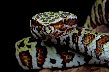 Tropidolaemus laticinctus closeup, Viper snake Tropidolaemus laticinctus closeup, Indonesian viper snake