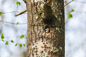 Great spotted woodpecker in a nest hole in a tree