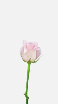 Time lapse of opening beautiful light pink double-flowered Sweet akito rose isolated on white background, vertical orientation