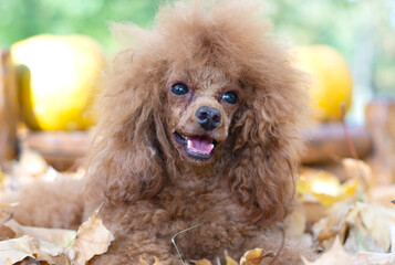 Puppy  poodle having tear stains on its eyes