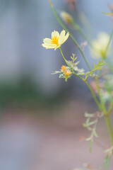 秋の花の代名詞コスモスが風にゆれる