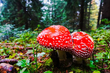 two fly agaric mushrooms standing close to each other