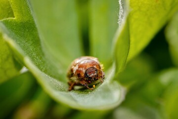 beetle crawling in the leaves