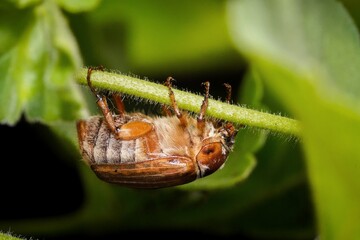 beetle crawling in the leaves