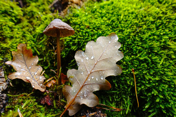 two leaves with a single mushroom on moss