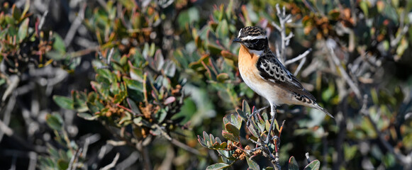 Whinchat // Braunkehlchen (Saxicola rubetra) 