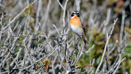 Whinchat // Braunkehlchen (Saxicola rubetra) - Bird of the Year 2023