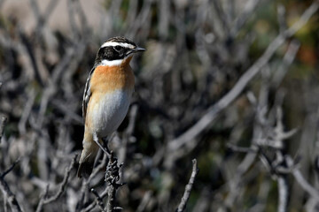 Whinchat // Braunkehlchen (Saxicola rubetra) - Bird of the Year 2023
