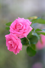 ピンクの優しい色合いの秋ばら。背景をぼかして浮き立たせる。