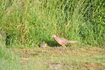 A portrait of a brown female pheasant and its chick walking through the meadow in the sunlight