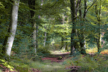 path in the forest