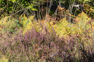 grass in the field