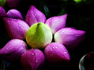 Close up of pink lotus with water drops.