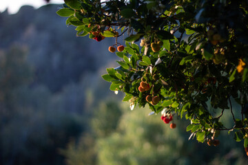 berries on trees