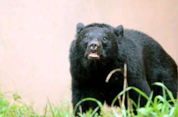 Fototapeta premium ツキノワグマ