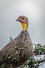 Close-up of Swainson's spurfowl in leafy bush