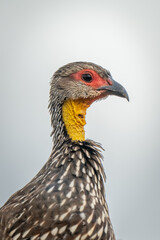 Close-up of Swainson's spurfowl under grey sky