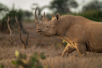 Close-up of black rhino walking across savannah © Nick Dale
