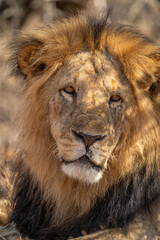 Fototapeta na wymiar Close-up of male lion lying cocking head