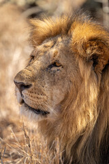 Fototapeta na wymiar Close-up of male lion lying looking mournful