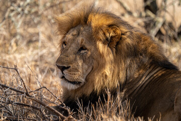 Fototapeta na wymiar Close-up of male lion lying on grass
