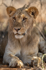 Close-up of male lion lying turning head