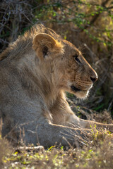 Obraz na płótnie Canvas Close-up of male lion lying in profile
